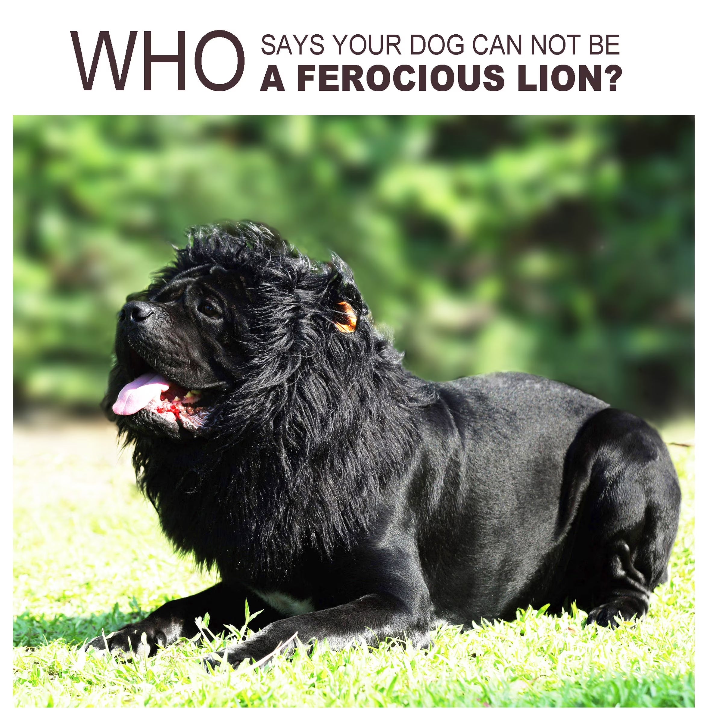 Lion Mane Wig for Dogs, Funny Pet Halloween Costumes, Furry Dog Clothing Accessories (Size L, Black)