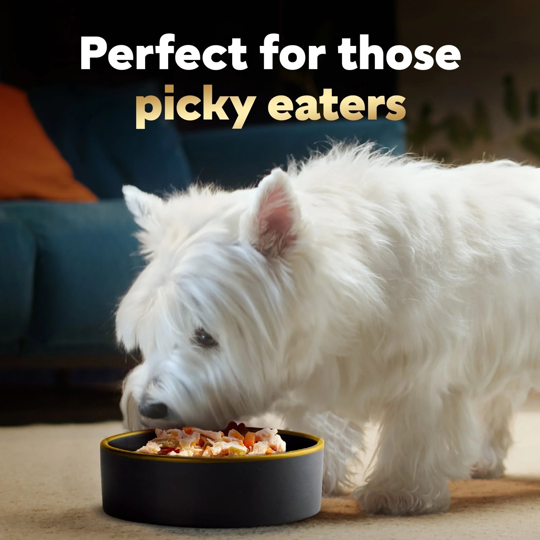 Simply Crafted Wet Dog Food Variety Pack, 1.3 Oz Tubs (16 Pack)