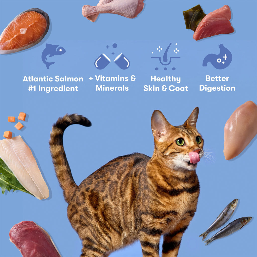 Atlantic Salmon, Ocean Fish, & Pollock Dry Cat Food, 3 Lb Bag