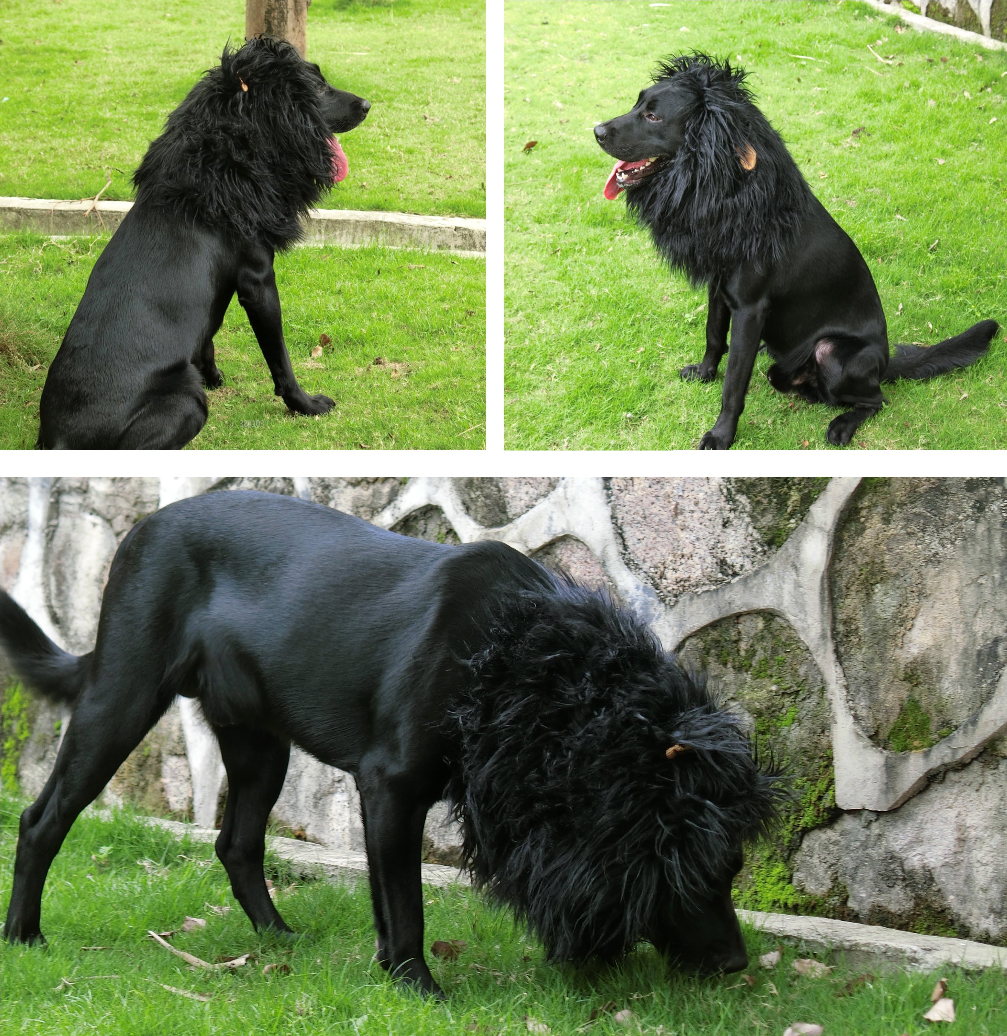 Lion Mane Wig for Dogs, Funny Pet Halloween Costumes, Furry Dog Clothing Accessories (Size L, Black)