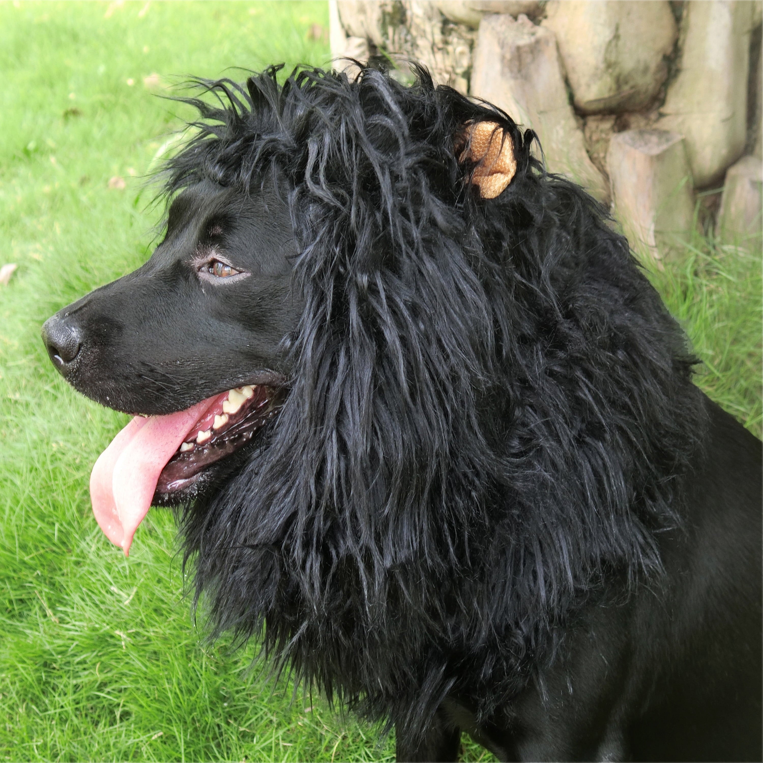 Lion Mane Wig for Dogs, Funny Pet Halloween Costumes, Furry Dog Clothing Accessories (Size L, Black)