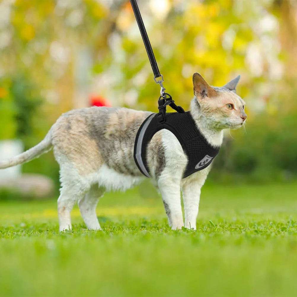 city cat harness cat bath harness cat harness for bathing	kitten harness and leash cat leash harness dog harness with leash dog leash and harness harness leash for dogs cat harness and leash escape proof harness and leash