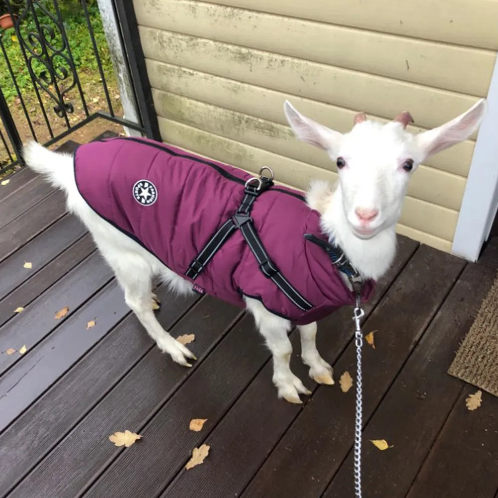 Pet Jacket With Harness